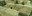 Hay Bale Maze 2.jpg