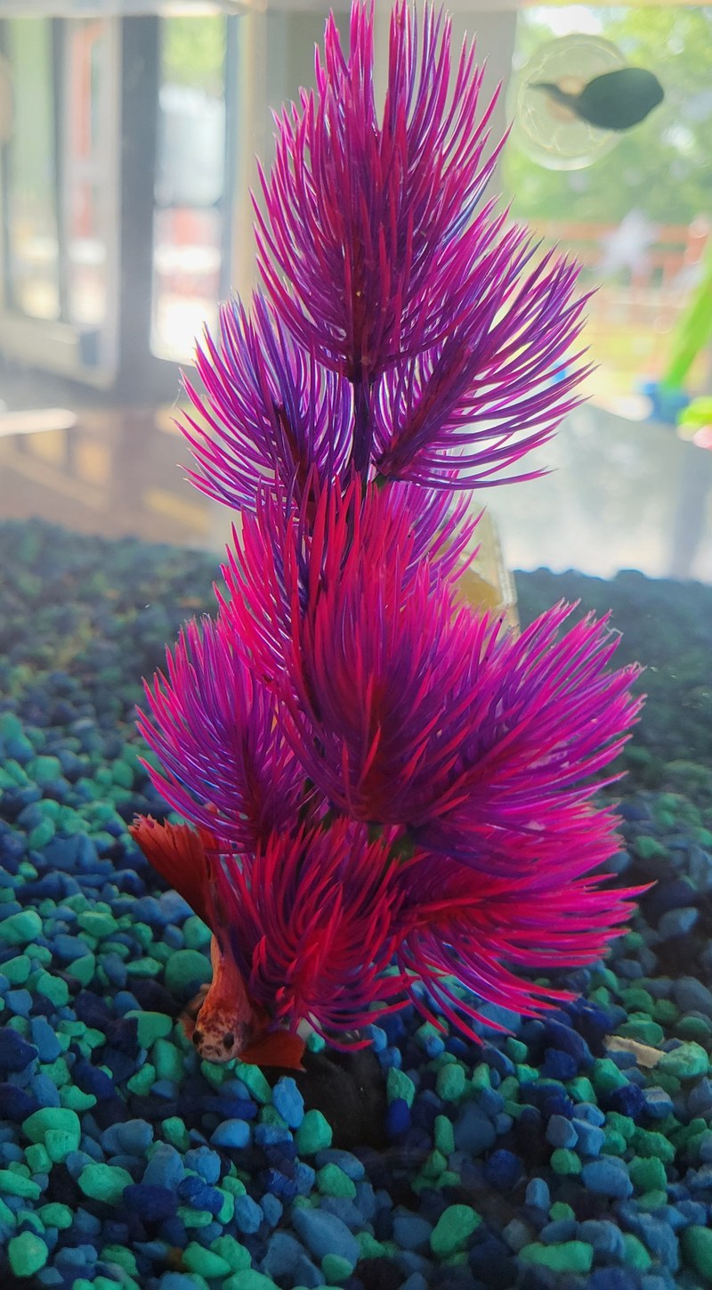 BIG AQUARIUM GIVEAWAY!!