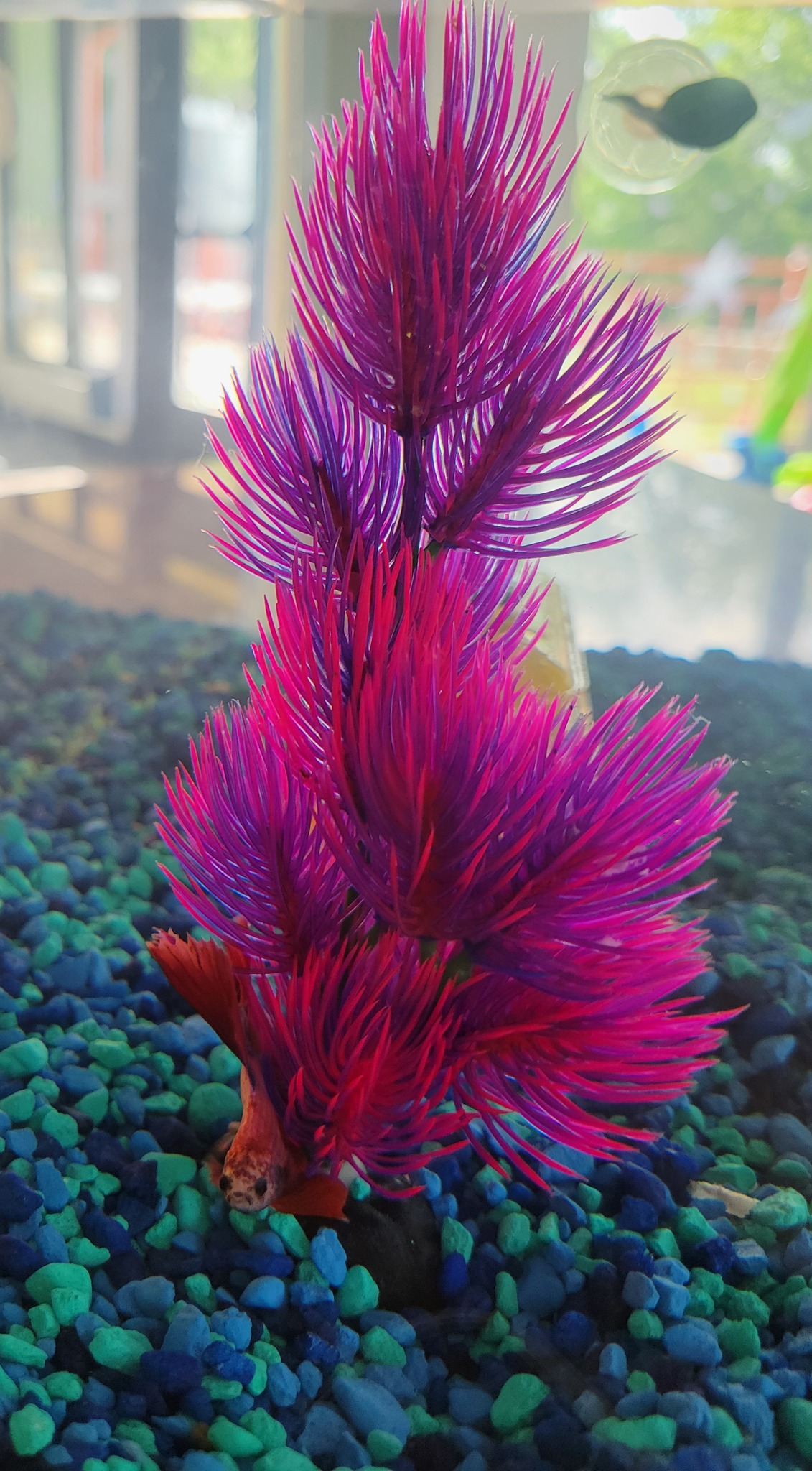 BIG AQUARIUM GIVEAWAY!!