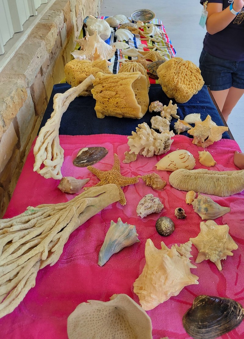 Sea life collections